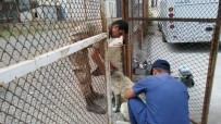FATİH ÇİFTÇİ - Hakkari'de Sahipli Hayvanlara Kuduz Aşısı Yapıldı