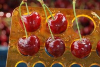 KİRAZ ÜRETİMİ - İri Taneli Kirazı Avrupa Ve Rusya Ülkeleri Tercih Ediyor