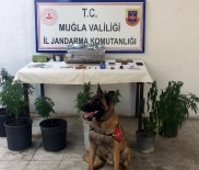 HINT KENEVIRI - Kenevir Yetiştirmek İçin Ev Kiralamışlar