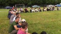 Köpekler Yarıştı