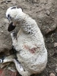 SOKAK KÖPEKLERİ - Sahipsiz Köpekler Kuzulara Saldırdı