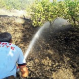 TİLLO - Siirt'te Fıstık Bahçesinde Çıkan Yangın Söndürüldü