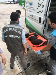 Van'da Pitbull Cinci Köpek Bulunduran Şahsa 7 Bin 802 Lira Ceza