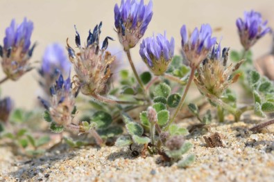 Yeni Keşfedildi, Türkiye'de Yetişiyor