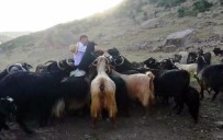 Bingöllü Çobana Malatya'dan Rakip Haberi