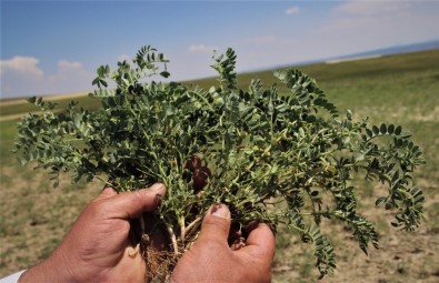 (Özel ) Karaborsaya Düşen Zirai İlaç, Çiftçinin Belini Büküyor