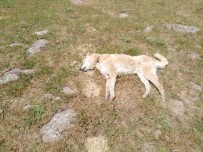Bingöl'de 4 Çoban Köpeğinin Vurulduğu İddiası