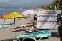 CARETTA CARETTA - Carettalar Kıyılara Yumurta Bırakmaya Başladı