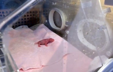 Dünyanın En Küçük Pandası Dünyaya Geldi