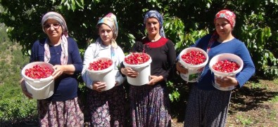 Erzincan'da Kiraz Üreticisinin Yüzü Gülüyor