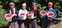 Erzincan'da Kiraz Üreticisinin Yüzü Gülüyor Haberi