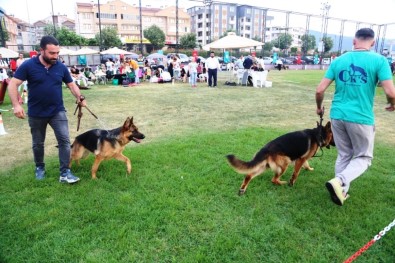 Farklı Köpek Irkları Nilüfer'de Buluştu