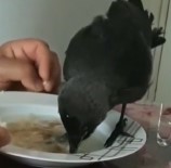 İÇMELER - Kurtarılan Karga Yemek Sofrasına Misafir Oldu