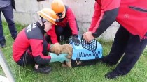 YAVRU KÖPEKLER - Kuyuya Düşen Yavru Köpekleri İtfaiye Kurtardı