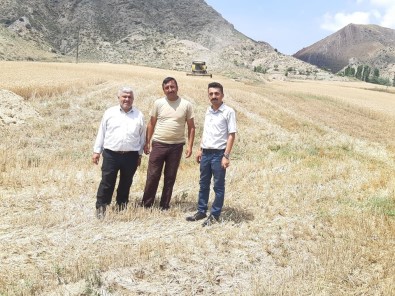 Sungurlu'da Buğday Hasadı Başladı