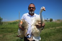KALORİFER KAZANI - Ülke Üretimine Katkı Sunmak İçin Kaz Çiftliği Kurdu