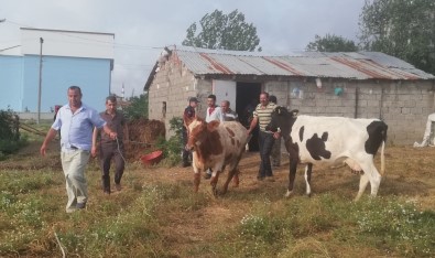 Dedektif Muhtar Çalıntı İnekleri Buldu