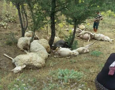 Denizli'de Üzerine Yıldırım Düşen 15 Koyun Telef Oldu