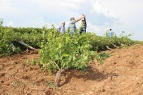 ÜZÜM BAĞI - Dolu İle Birlikte Rüzgar Vurdu Bağlar Yan Yattı