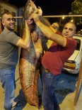 HASAN ŞAHIN - Kızılırmak'ta Dev Yayın Balığı Yakaladılar