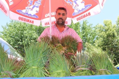 Siirt'te Peynir Yapımında Kullanılan 'Sirik' Otu Piyasaya Çıktı