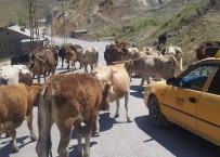 GAZİ MAHALLESİ - Zabıta Ekipleri Şehir Merkezine Başıboş Bırakılan Hayvanları Topladı