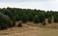TEŞEKKÜRLER TÜRKİYE - 2011 Yılında Kurulan 'Aydın Ormanı'ndaki 14 Bin Fidan Ürün Vermeye Başladı