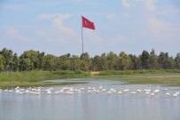 FLAMİNGO - Aliağa'da Kuş Cenneti Her Mevsim Rengarenk