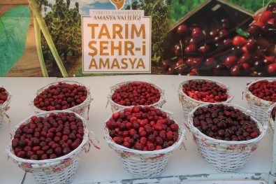 Amasya'da Kirazlar Yarıştı