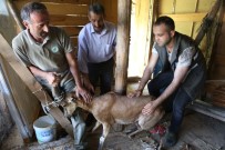 DERİNER BARAJI - Artvin'de Köpeklerin Saldırdığı Yaban Keçisini Barajın Özel Güvenlik Personeli Kurtardı