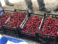 Ballıpınar'da Kiraz Rekoltesi Düştü