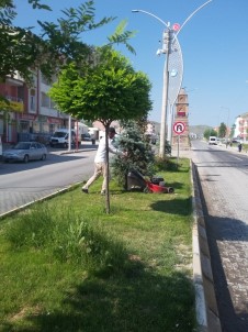 Çaldıran Belediyesinden Park Ve Bahçe Bakımı