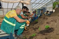 SEYRANTEPE - Diyarbakır'da Fidanlık Alanında 360 Bin Yazlık Çiçek Üretildi