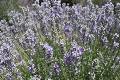 Edirne'de 'Mor' Hasat Başladı