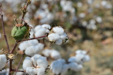 Girmen Açıklaması 'Pamuk Üreticisine Prim Desteği 500 Kilogramla Sınırlandırılmamalı'