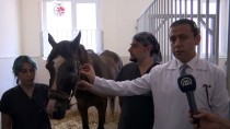 ONDOKUZ MAYıS ÜNIVERSITESI - Hasta Ve Yaralı Atları Yaşama Döndüren Merkez