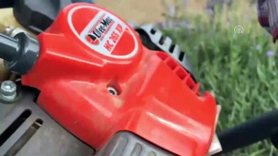 Lavanta Tarlasında Hasat Vakti