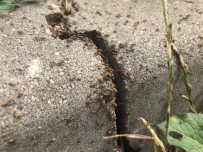 YAĞMURLU - O Böceklerin Cinsi Belli Oldu