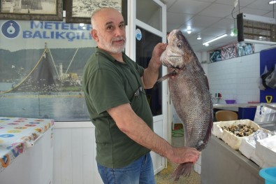 Sinop'ta 10 Kilogram Ağırlığında Minakop Balığı Yakalandı