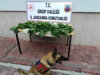 Sinop'ta Jandarma Ekiplerinden Kenevir Operasyonu Haberi