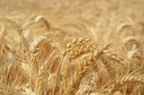 KURTLAR SOFRASı - Üniversitede Tarla Günleri