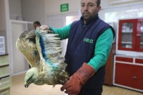PELIKAN - Yaralı Ve Hasta Hayvanlar, Hayvan Hastanesinde Sağlığına Kavuşuyor