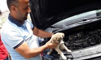 KÖPEK YAVRUSU - Arabanın Motor Bölümüne Sıkışan Yavru Köpek Kurtarıldı