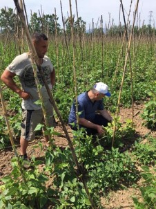 Bitki Koruma Ekibinden 'Acil' Müdahale