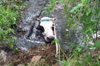 KURTARMA OPERASYONU - Havuza Düşen İnek Operasyonla Kurtarıldı