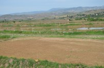 FARUK COŞKUN - Kızılırmak Havzasında Çeltik Arazileri Susuzluktan Kurumaya Başladı