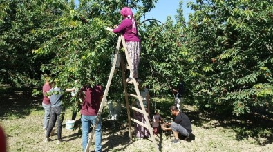 Kuşadası'nda Kiraz Hasadı Festival İle Kutlanacak