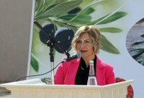 SÜRGÜN - Üzüm Ve Zeytin Üreticilerine Hastalık Uyarısı