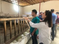 KORUYUCU HEKİMLİK - Veteriner Hekimlerden Koyun Çiftliğine Ziyaret
