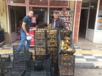 Ayı Mantarı Keleslilerin Yüzünü Güldürdü Haberi